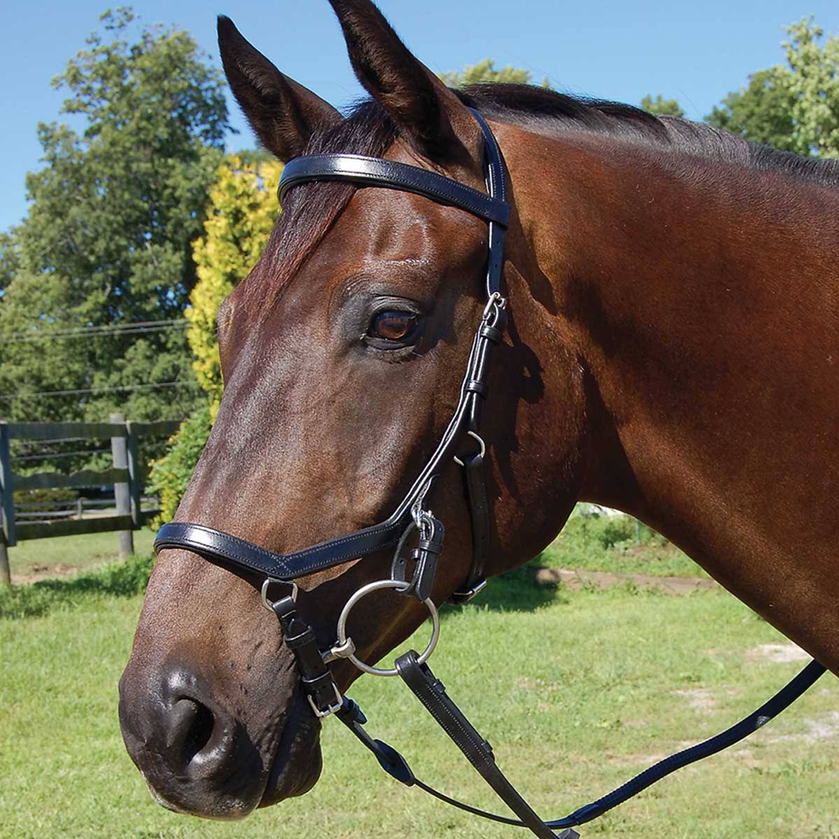 Competition Bridle D88864