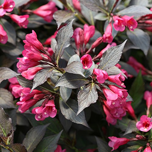Weigela florida Spilled Wine Shrub, pink flowers, #3 Size Container O668