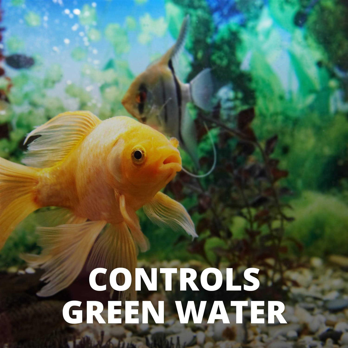 Algae Control Pet Supplies O6181